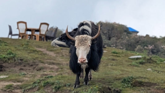 There is a buffalo between me and the mountain